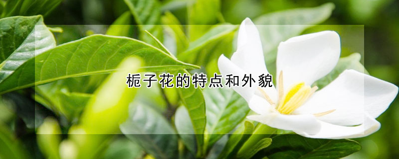 梔子花的特點和外貌