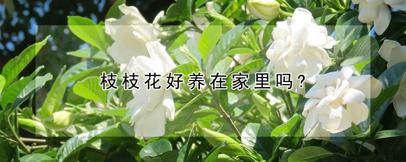 枝枝花好養(yǎng)在家里嗎?