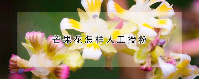 芒果花怎樣人工授粉