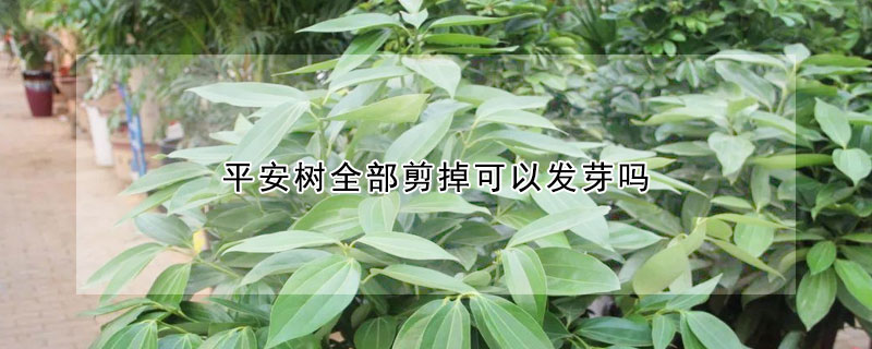 平安樹全部剪掉可以發(fā)芽嗎