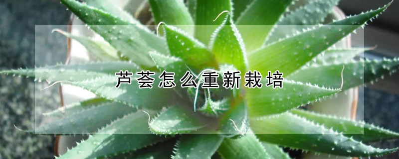 蘆薈怎么重新栽培