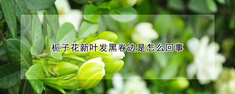 梔子花新葉發(fā)黑卷邊是怎么回事