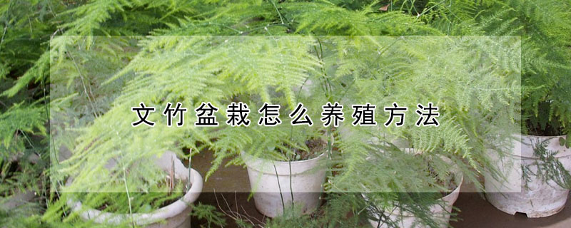 文竹盆栽怎么養(yǎng)殖方法