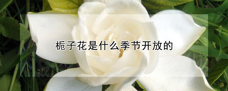 梔子花是什么季節開放的