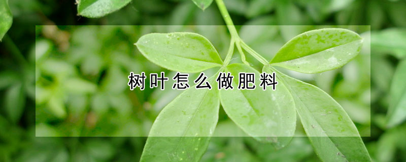 樹(shù)葉怎么做肥料