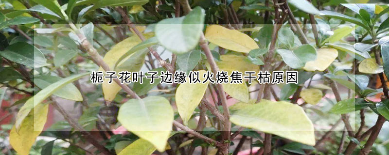 梔子花葉子邊緣似火燒焦干枯原因