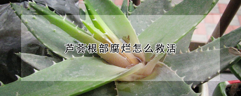 蘆薈根部腐爛怎么救活