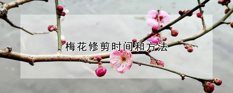 梅花修剪時間和方法