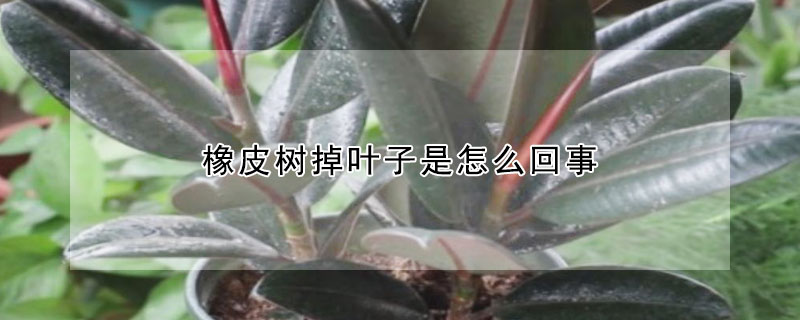 橡皮樹掉葉子是怎么回事