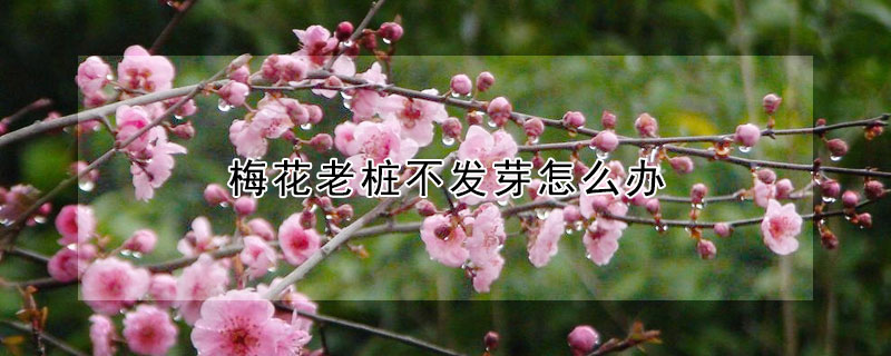 梅花老樁不發芽怎么辦