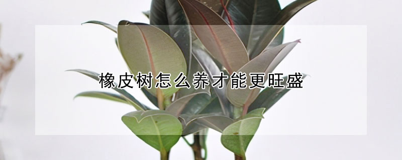 橡皮樹怎么養(yǎng)才能更旺盛