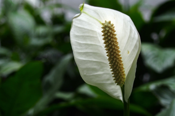 白鶴芋怎么養