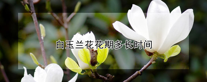 白玉蘭花花期多長時間