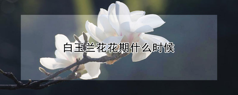 白玉蘭花花期什么時(shí)候