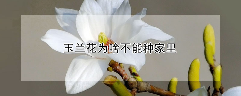 玉蘭花為啥不能種家里