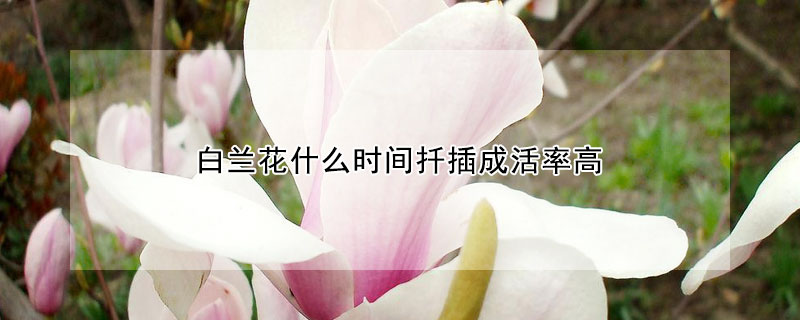 白蘭花什么時間扦插成活率高