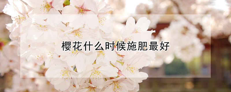 櫻花什么時候施肥最好