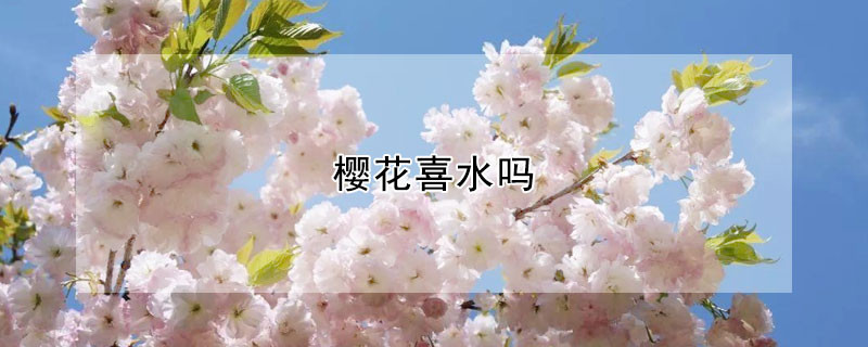 櫻花喜水嗎