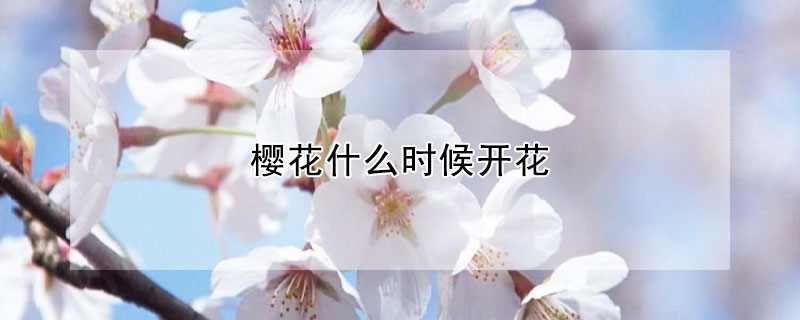 櫻花什么時候開花