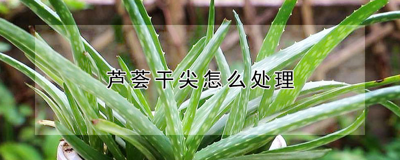 蘆薈干尖怎么處理