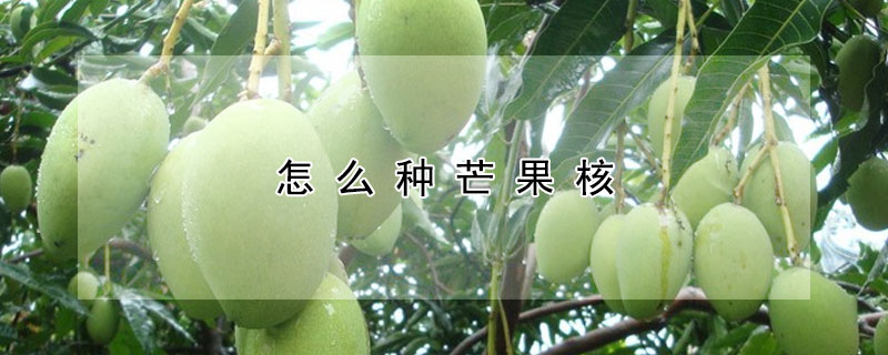 怎么種芒果核