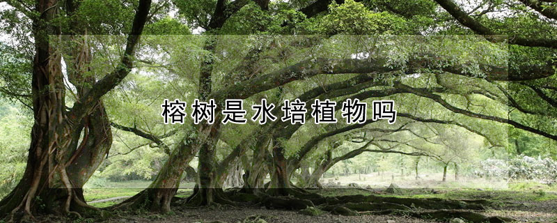 榕樹是水培植物嗎