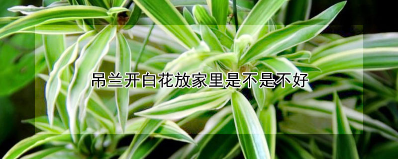 吊蘭開白花放家里是不是不好