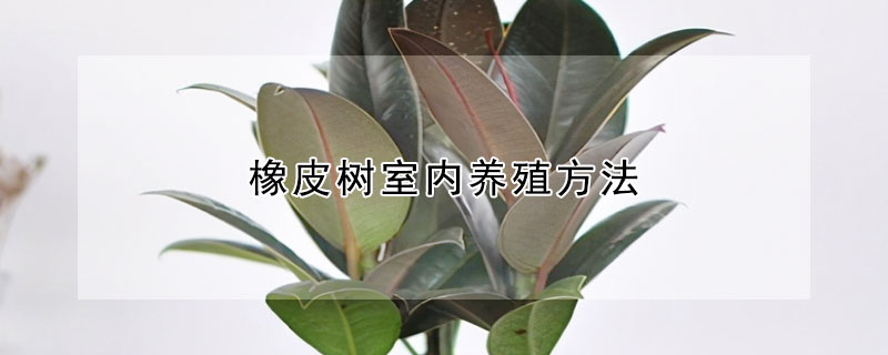 橡皮樹室內養殖方法