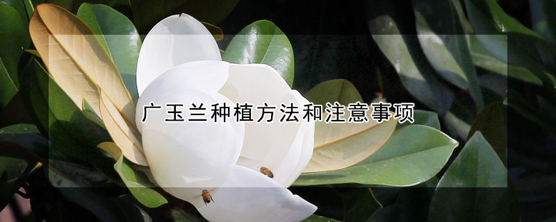 廣玉蘭種植方法和注意事項