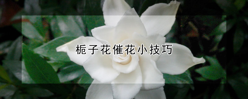 梔子花催花小技巧