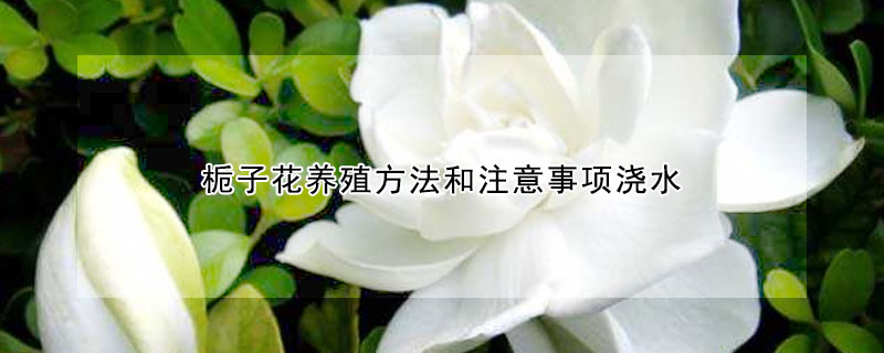 梔子花養(yǎng)殖方法和注意事項(xiàng)澆水