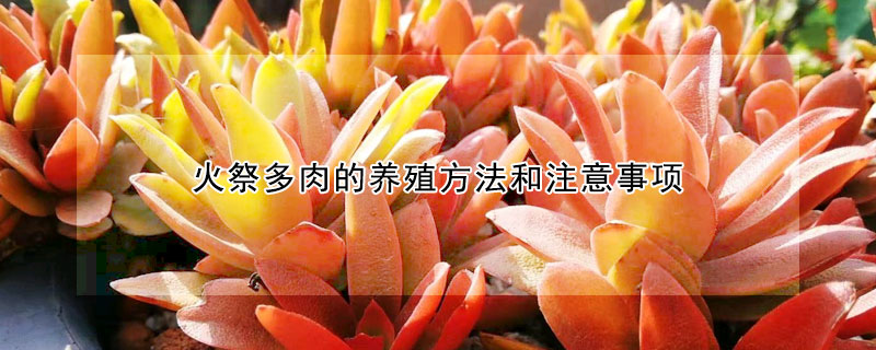 火祭多肉的養(yǎng)殖方法和注意事項(xiàng)