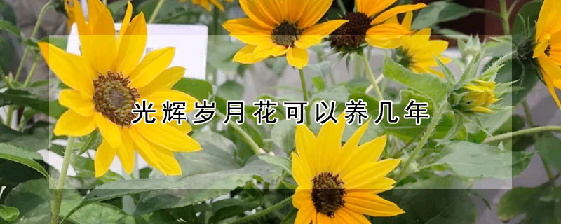 光輝歲月花可以養幾年