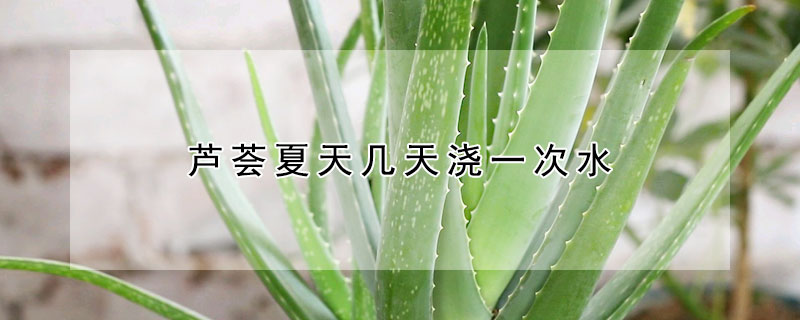 蘆薈夏天幾天澆一次水