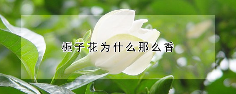 梔子花為什么那么香