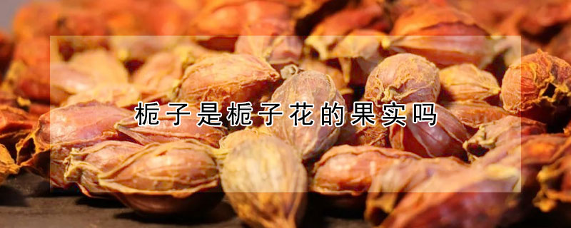 梔子是梔子花的果實嗎