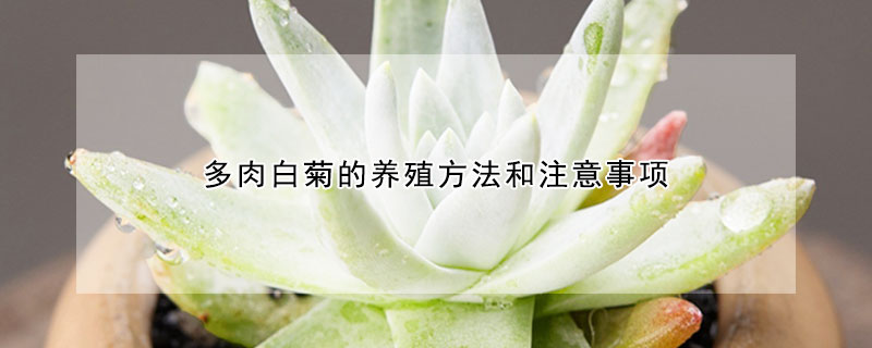 多肉白菊的養(yǎng)殖方法和注意事項(xiàng)