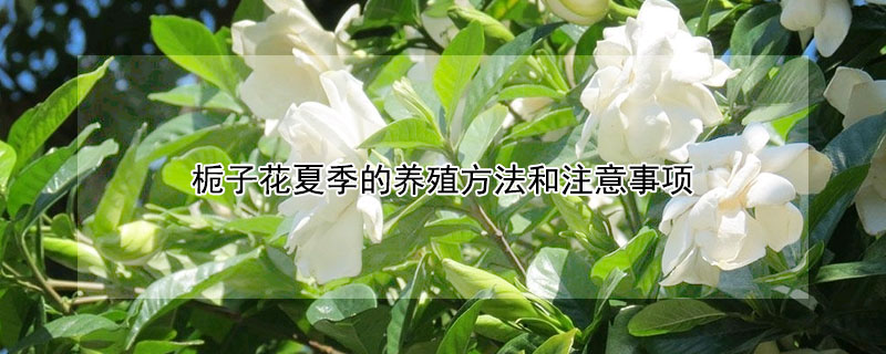 梔子花夏季的養殖方法和注意事項