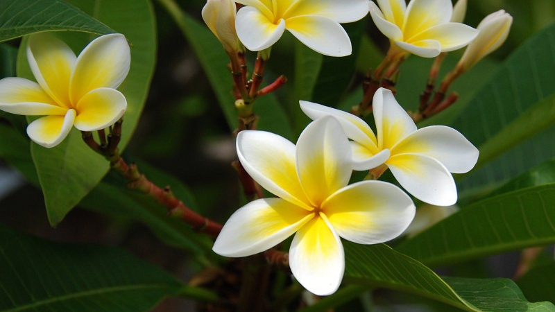 橡皮樹開花嗎