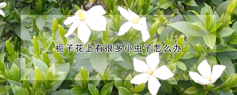 梔子花上有很多小蟲子怎么辦