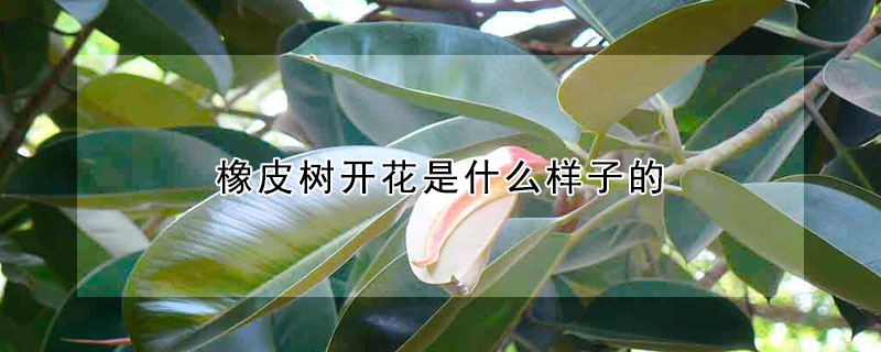 橡皮樹開花是什么樣子的