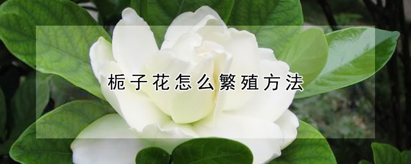 梔子花怎么繁殖方法