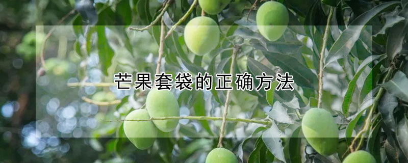 芒果套袋的正確方法