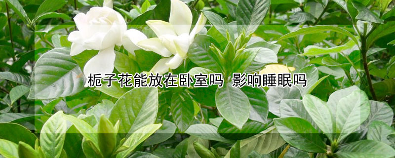 梔子花能放在臥室嗎 影響睡眠嗎