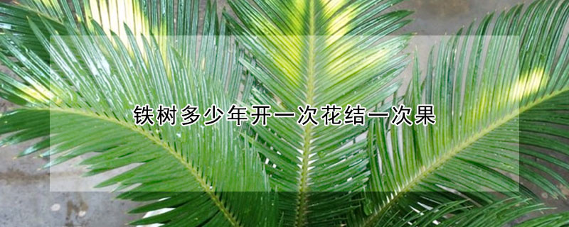 鐵樹多少年開一次花結(jié)一次果