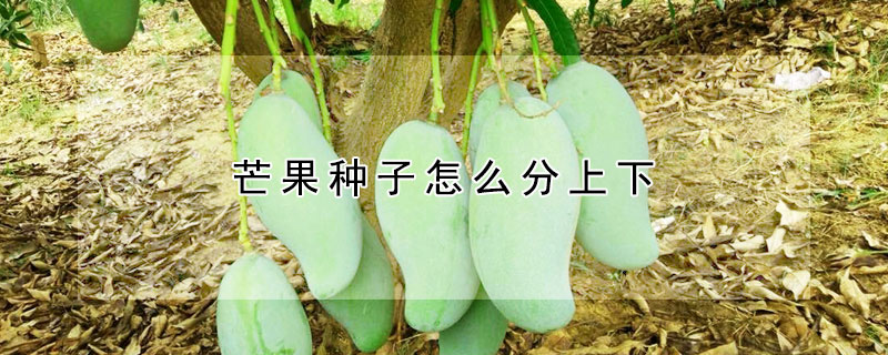 芒果種子怎么分上下