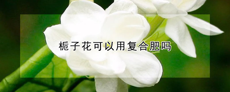 梔子花可以用復合肥嗎