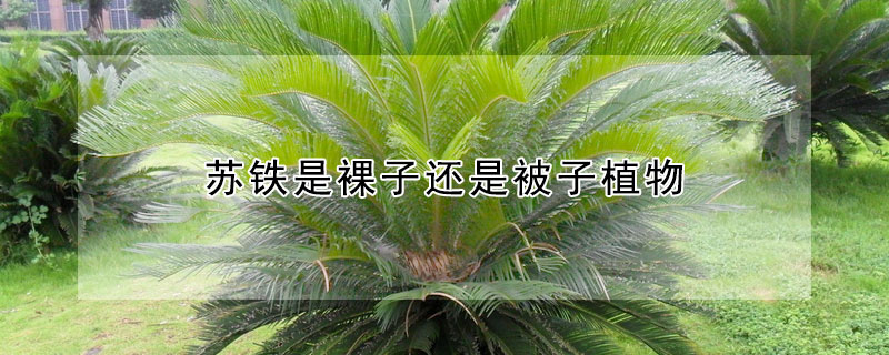 蘇鐵是裸子還是被子植物