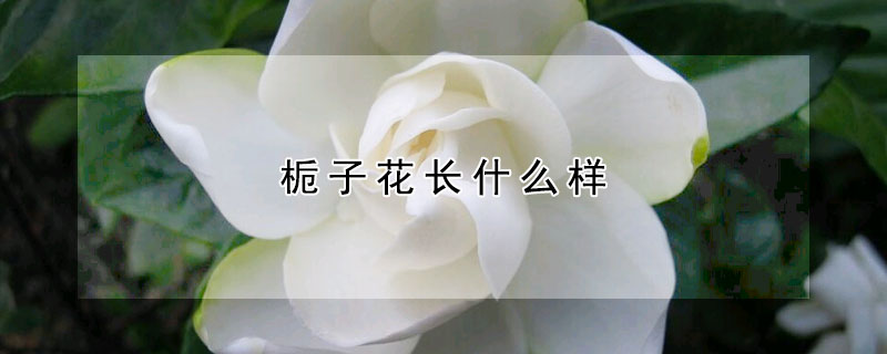 梔子花長什么樣