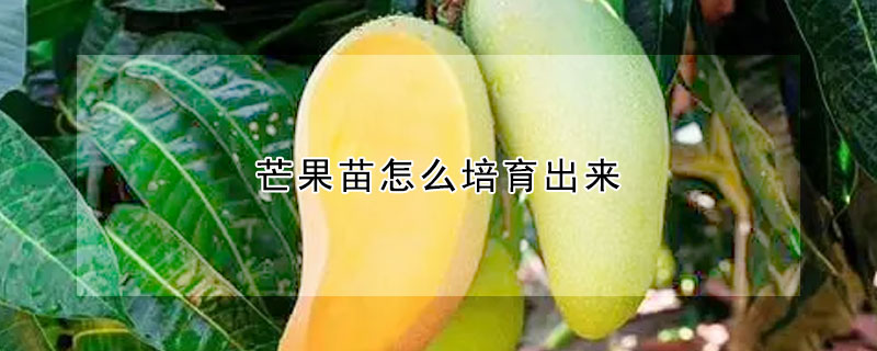 芒果苗怎么培育出來(lái)